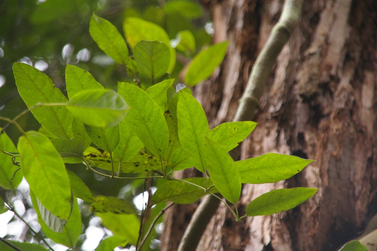 Parsonisia straminea leaves