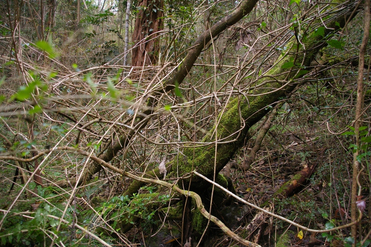 Parsonisia straminea the wandering vine