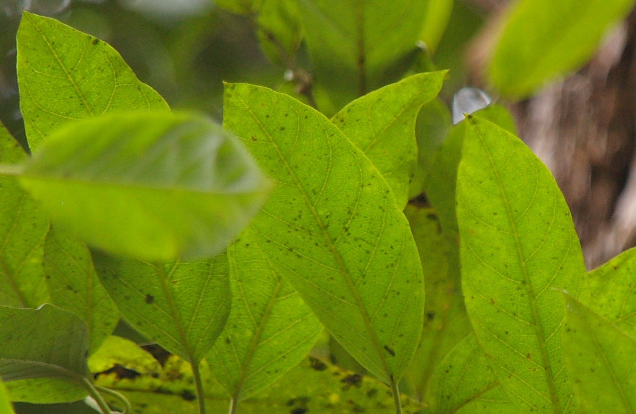 Parsonsia straminea Common Silkpod