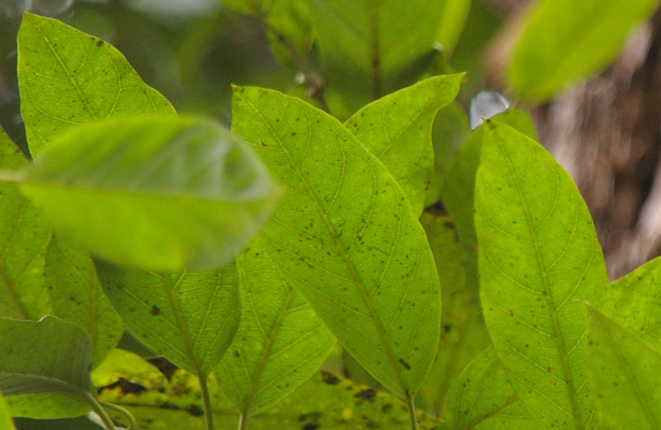 Parsonsia straminea  Common Silkpod