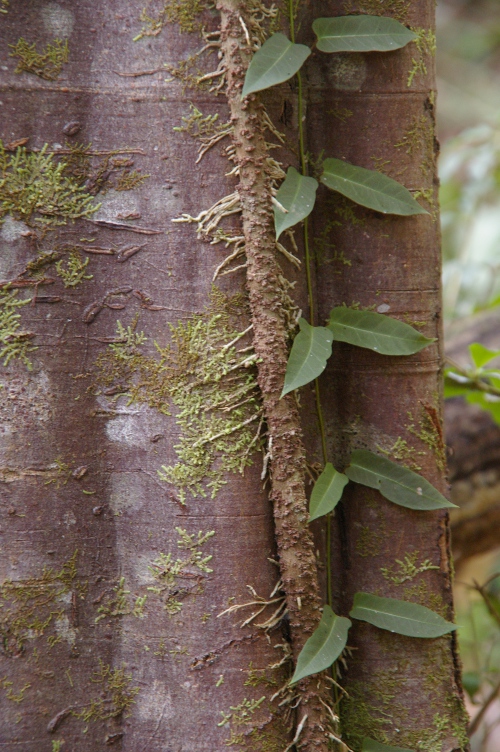 Parsonsia straminea adventitous climbing roots