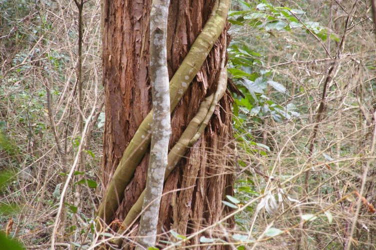 Parsonsia straminea vine