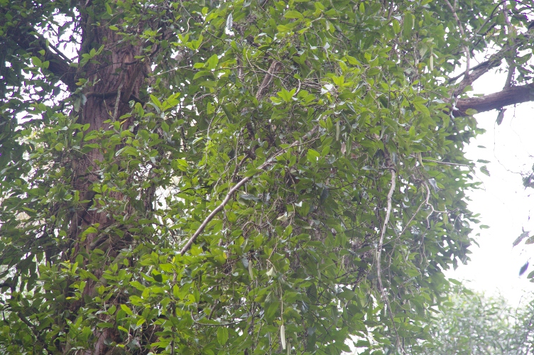 Parsonsia straminea leaves