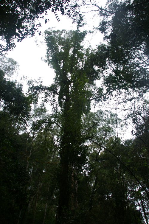 Parsonsia straminea up a tree