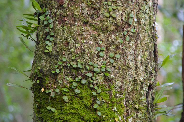 Pyrossia rupestris Horseshoe Felt Fern