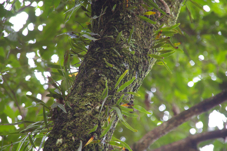 Pyrossia rupestris