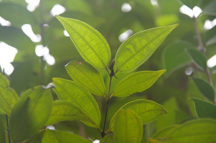 Rhodamnia rubescens leaves