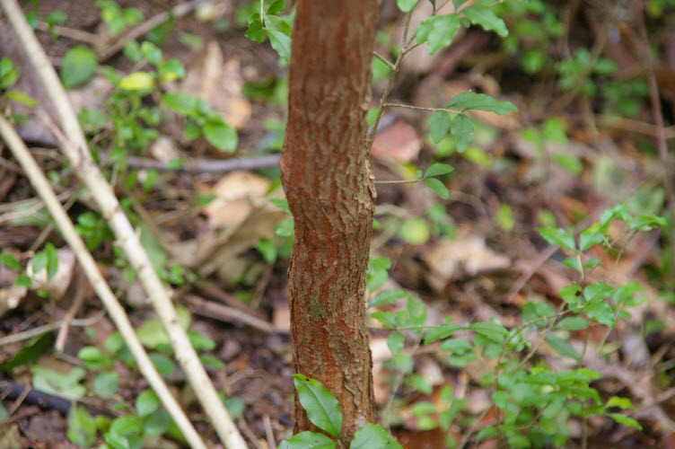 Rhodamnia rubescens juvenile trunk