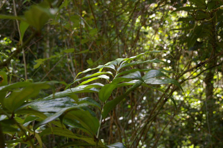 Ripogonum discolor