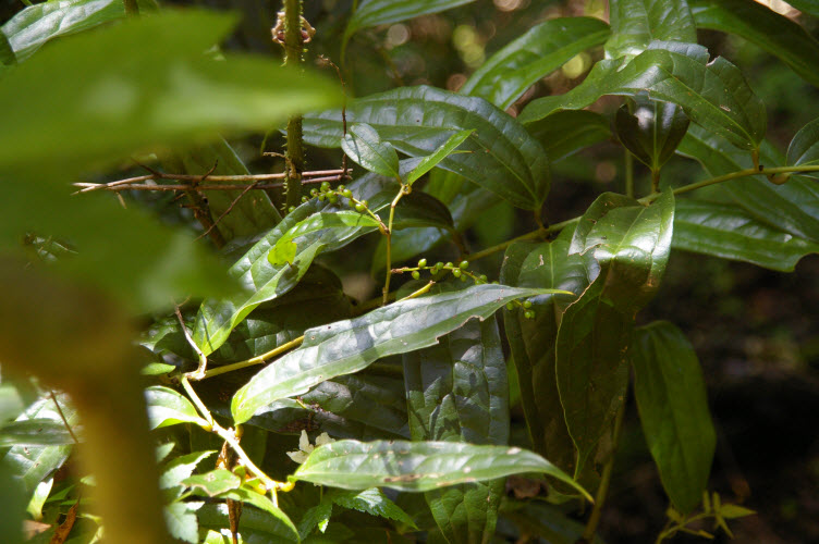 Ripogonum discolor fruit