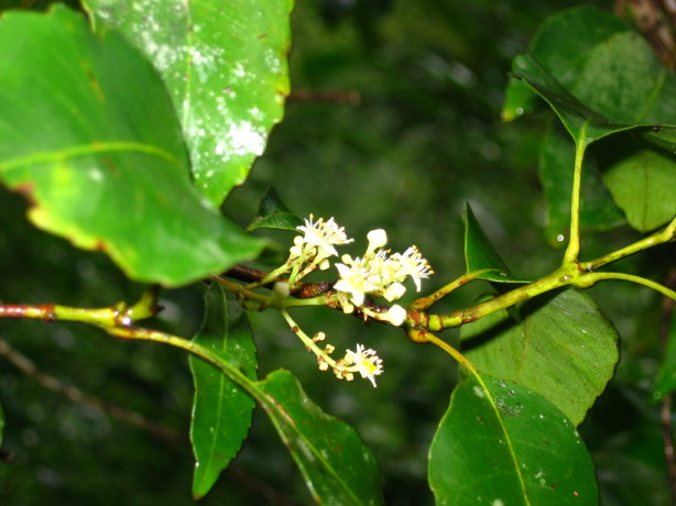 Schizomeria ovata flowers and leaves