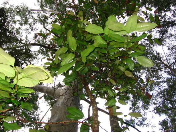 Schizomeria ovata young leaves