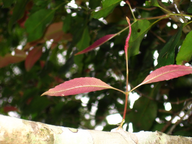 Schizomeria ovata new growth