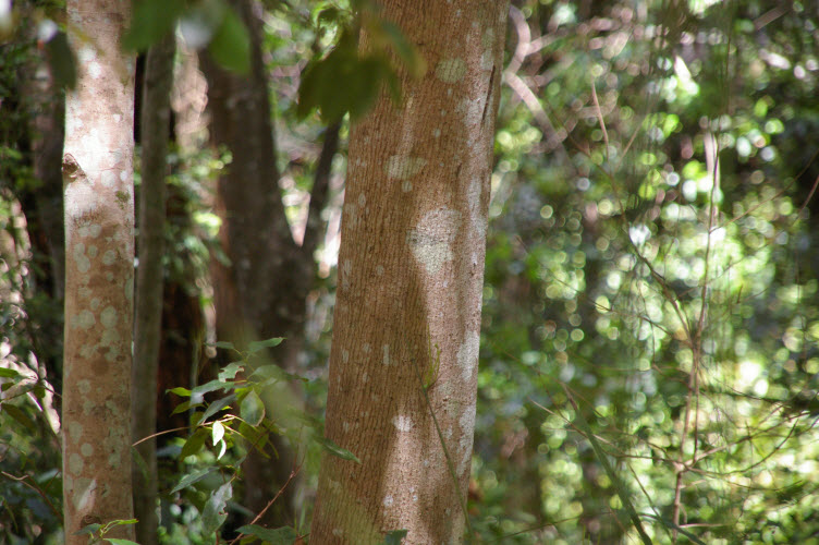 Shizomeria ovata young trunk