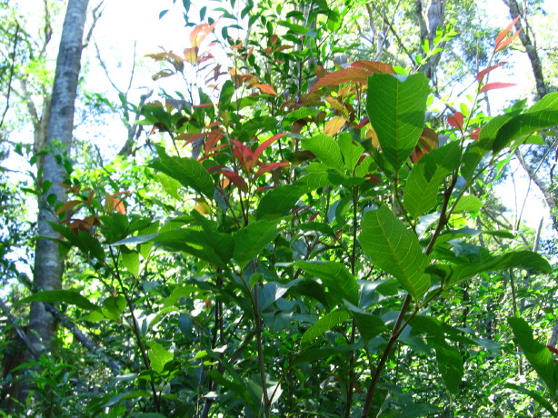 Alectryon subcinereus leaves and  pink shoots