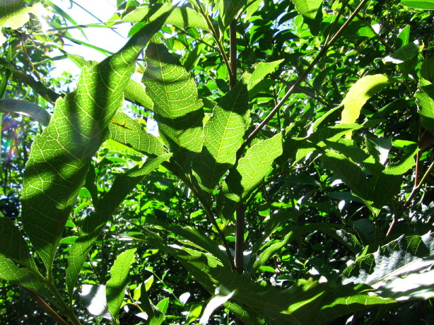 Alectryon subcinereus leaf vein pattern