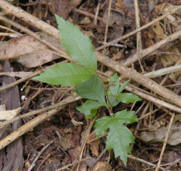 Alectryon subcinereus seedling