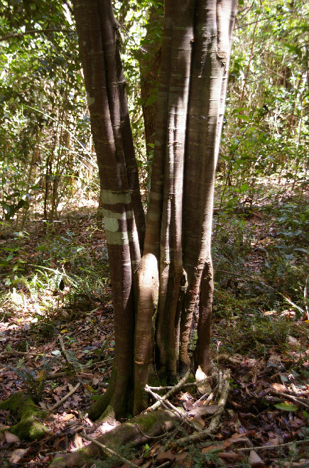 Alectryon subcinereus fluted trunk