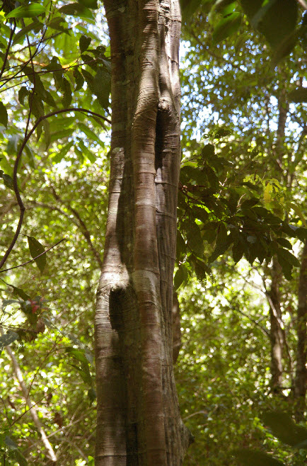 Alectryon subcinereus fluted trunk