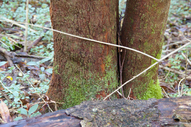 Syzygium smithii trunk