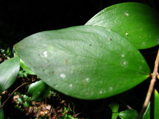 Trochocarpa laurina leaf Tree Heath