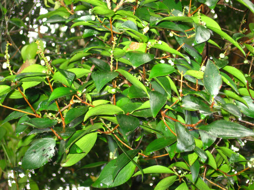 Trochocarpa laurina fruit