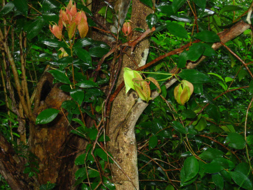 Trochocarpa laurina