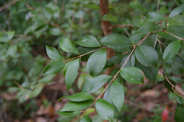 Trochocarpa laurina Tree Heath