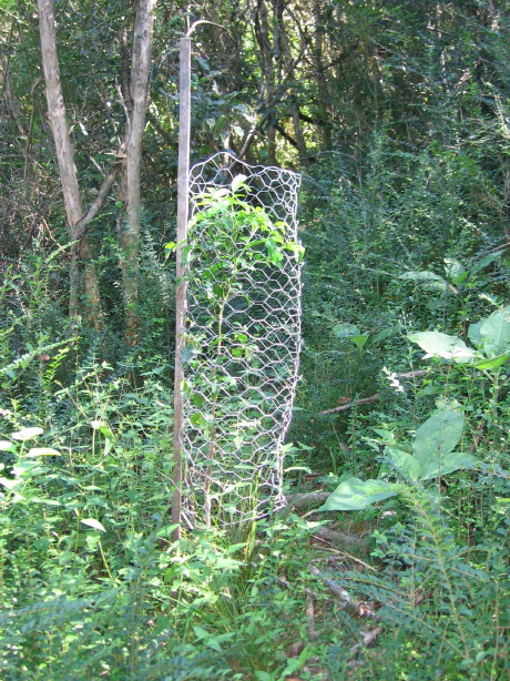 Emmenosperma alphitonioides