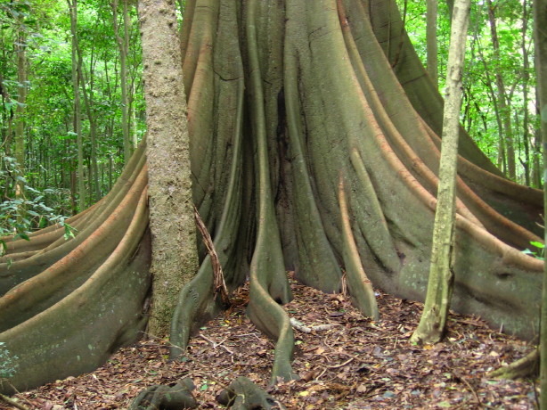 Ficus macrophylla mature