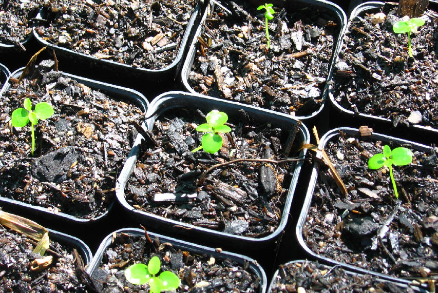 Ficus macrophylla seedlings potted up